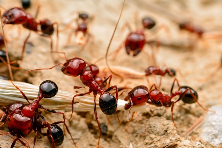 인류에게 가장 좋은 식품인 동시에 최고의 영약, 개미