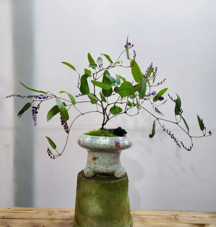  매력적인 야생화 보라싸리