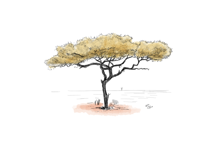  우산 아카시아나무 그림 20220308