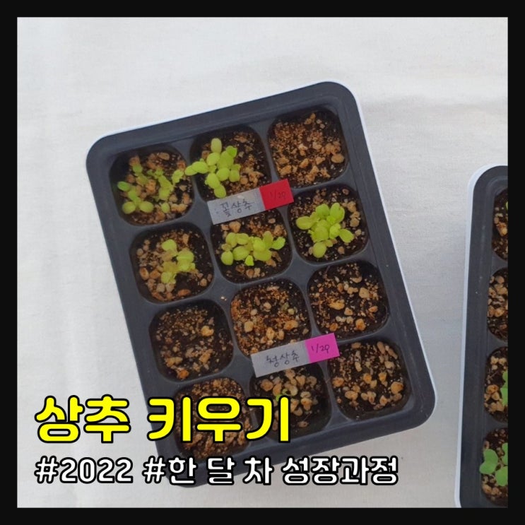  2022 상추 키우기 (한 달 차 성장과정)