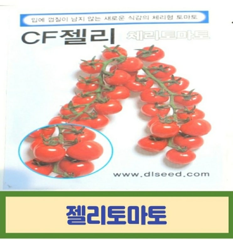  젤리토마토 모종 방울토마토 씨앗으로 모종심기