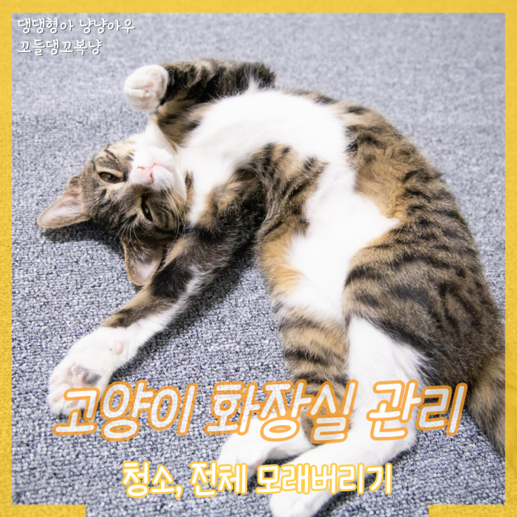  고양이 화장실 관리 방법 청소와 모래버리기