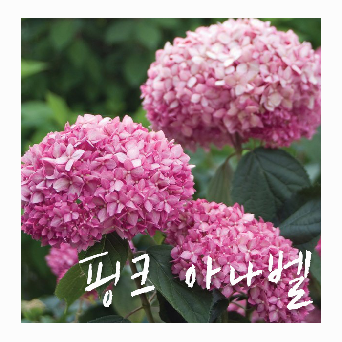 [세종식물원] 핑크 아나벨 수국
