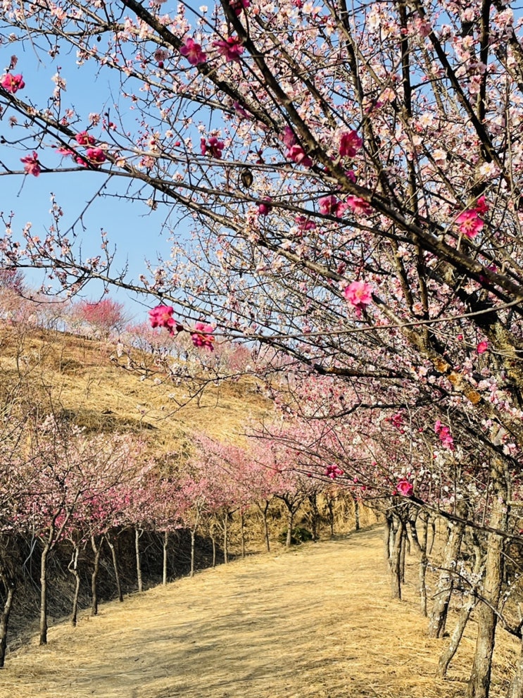  진주 데이트 : 오빠랑 같이 진주 매화숲에 꽃보러 다녀왔어요 3월20일까지 반려동물 입장가능 꽃놀이