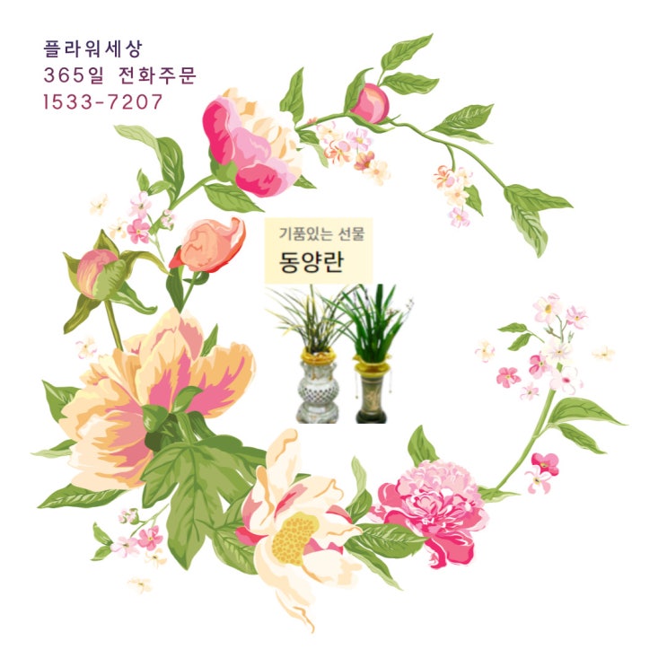  기품있는 선물 동양란 다 모여라~