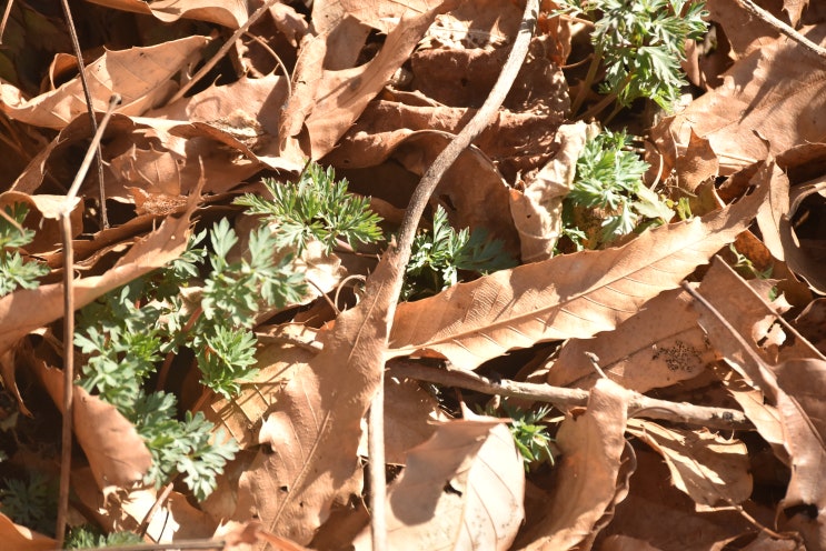  산괴불 주머니,현호색 효능