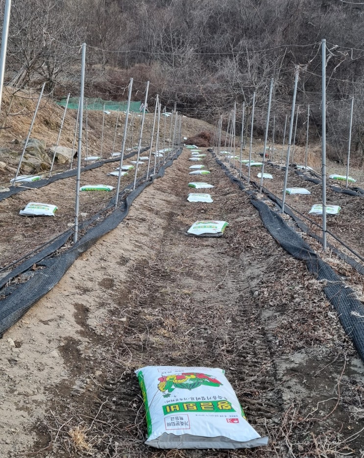  밭에 퇴비 내기