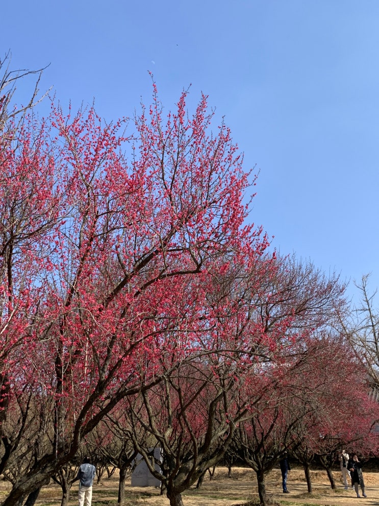  대구 남평문씨 본리 세거지 매화 구경, 대구 3월 꽃구경 홍매화 만개 아이와 가기 좋은 곳 추천
