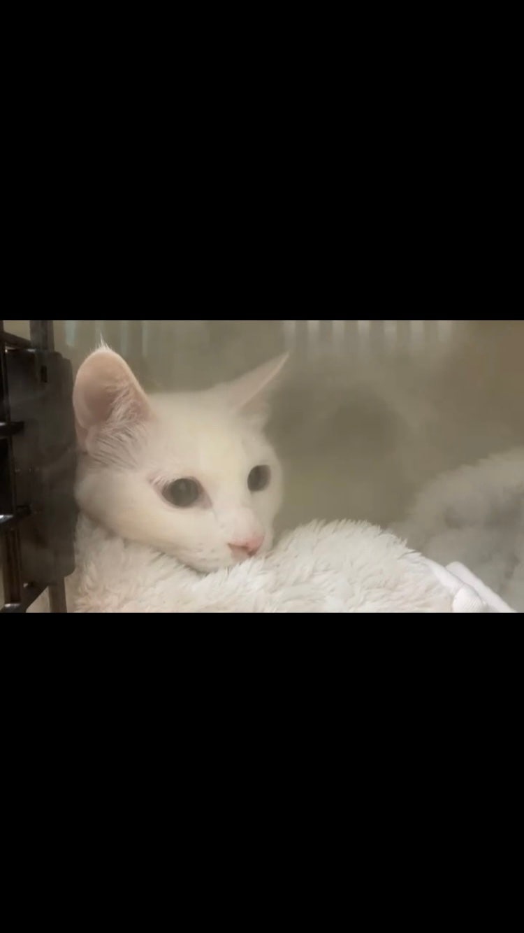 카스 네블라이저 후기| 고양이 네블라이저|허피스|cas 네블라이저|네블라이저 추천|허피스영....
