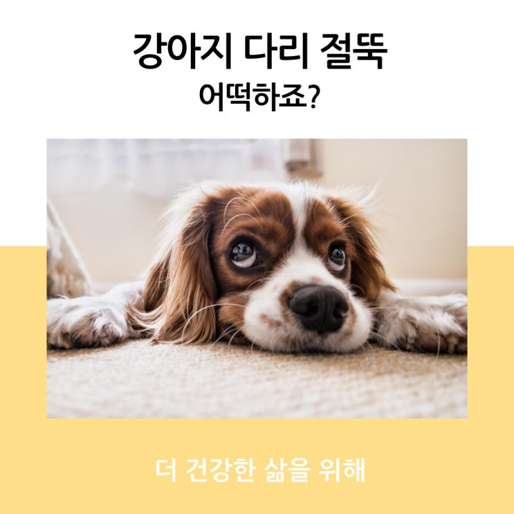 강아지 다리 절뚝 어떡하죠?