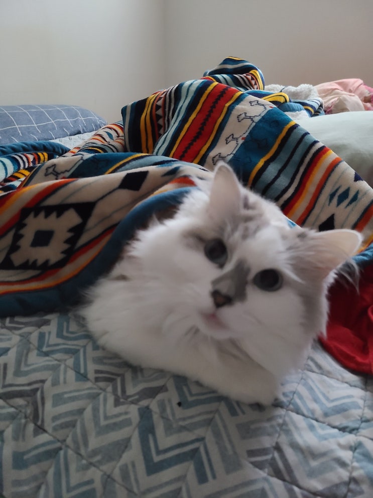 우리집 고양이 아린이(랙돌)