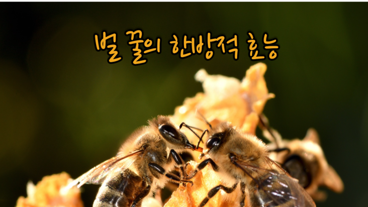 벌 꿀 한방적 효능