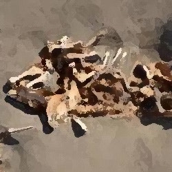  [2ch 괴담] 동물 뼈