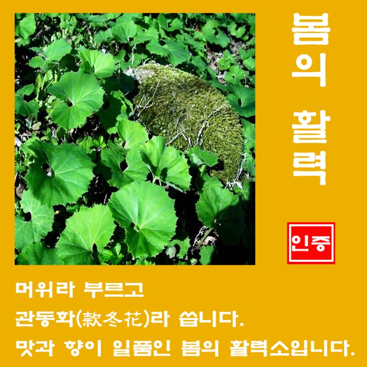  봄의 활력 머위의 효능
