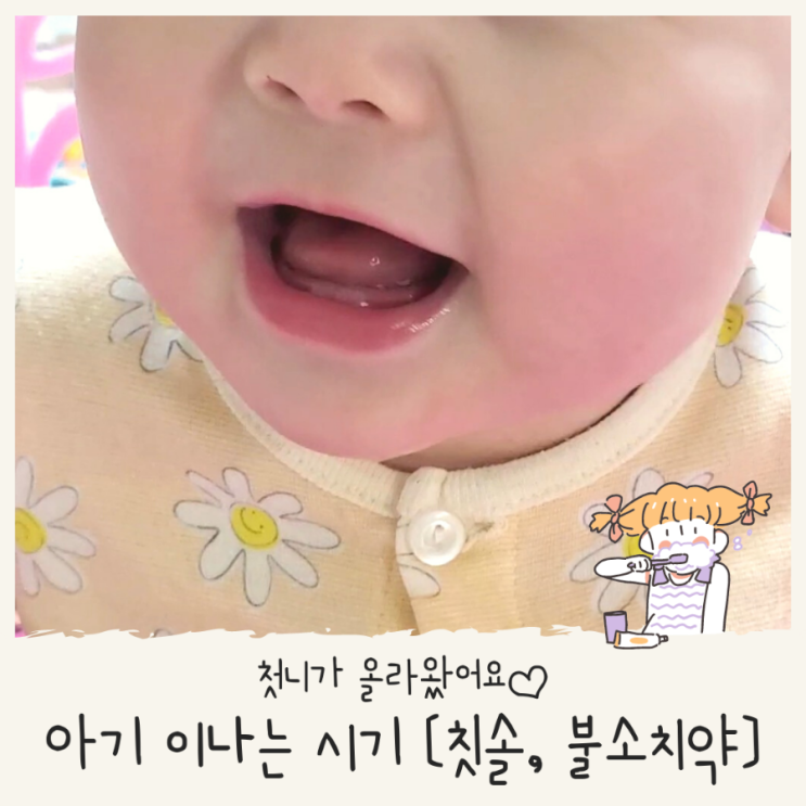  아기 첫니 이나는 순서와 시기 유치 관리 방법 [아기 불소치약 아기 칫솔]