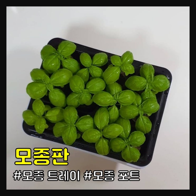  모종판으로 파종하기