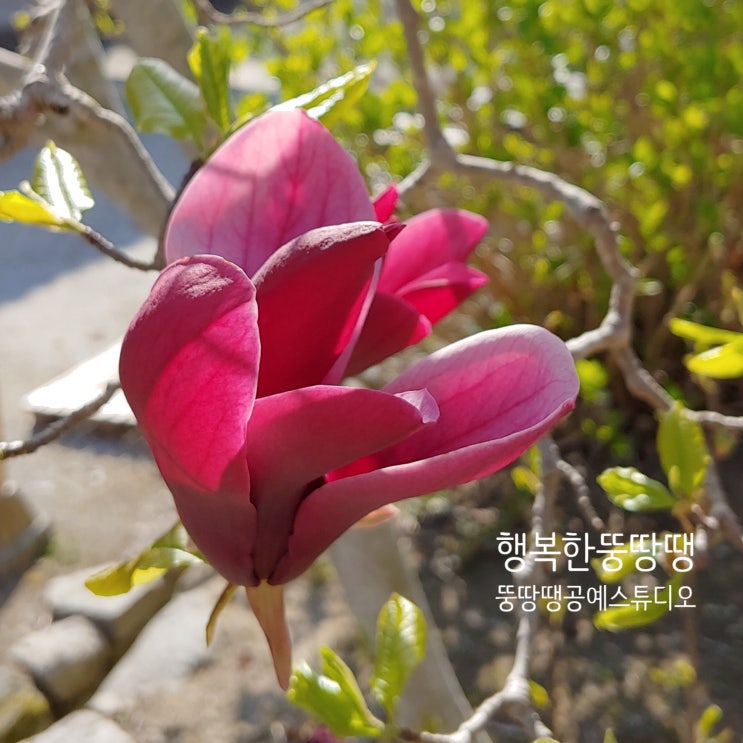 김제 금산사 자목련 겹벚꽃 아름다운 산책로