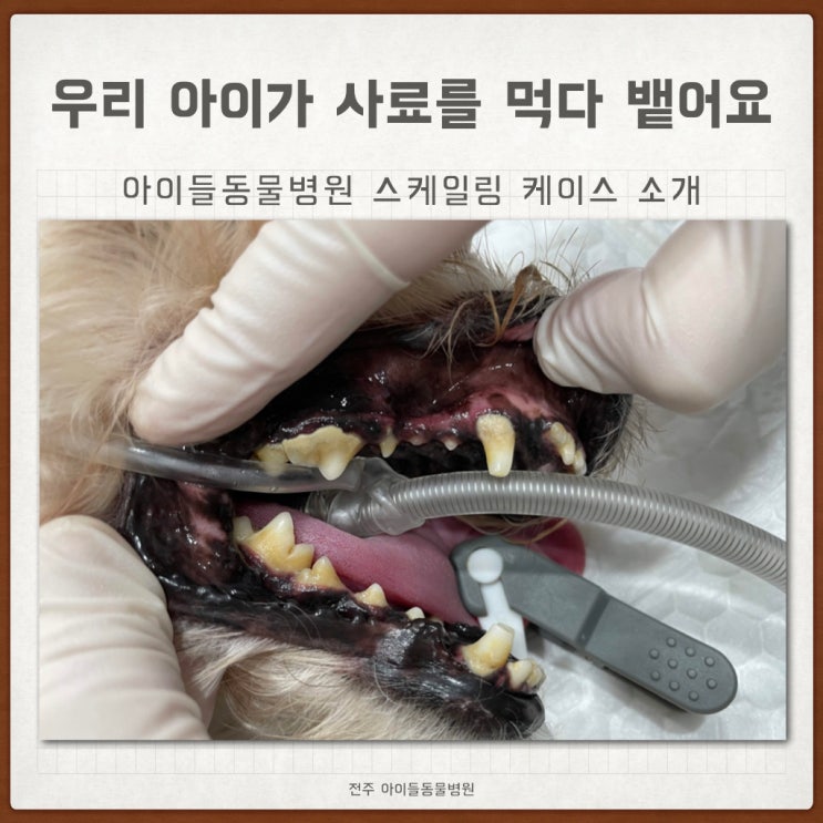  강아지가 사료를 먹다 뱉어요 팔복동 동물병원