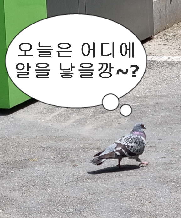 실외기 비둘기 알 부화했어요