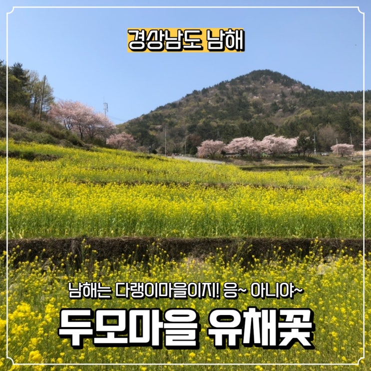  [경상남도] 남해 가볼 만한 곳, 두모마을 유채꽃(두모유채꽃메밀꽃단지)