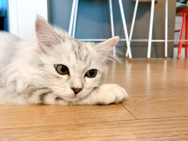 8개월 페르시안 고양이 일상 성장기, 중성화수술, 캣폴 적응 이야기