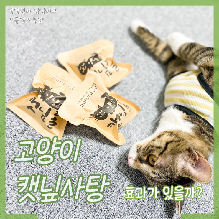  고양이 캣닢 사탕 효과를 보기 위한 사용법