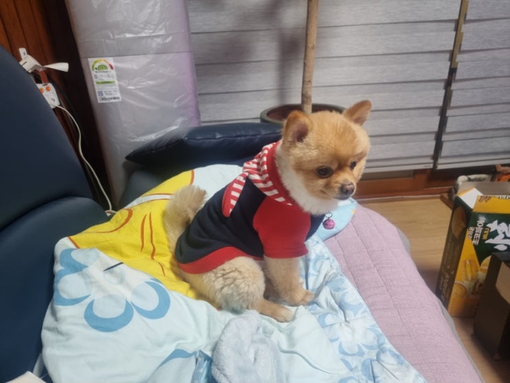  그저께 사랑이 근황