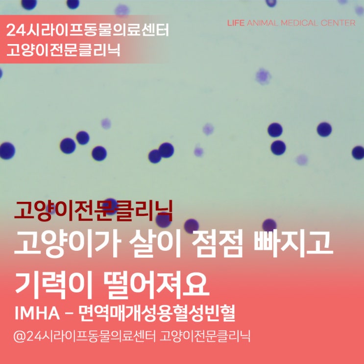 고양이 IMHA 치료 과정 : 대구24시동물병원 라이프동물의료센터 : 고양이 면역매개성용혈성빈혈