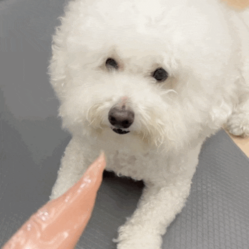  청주 강아지 수제간식 멍그리