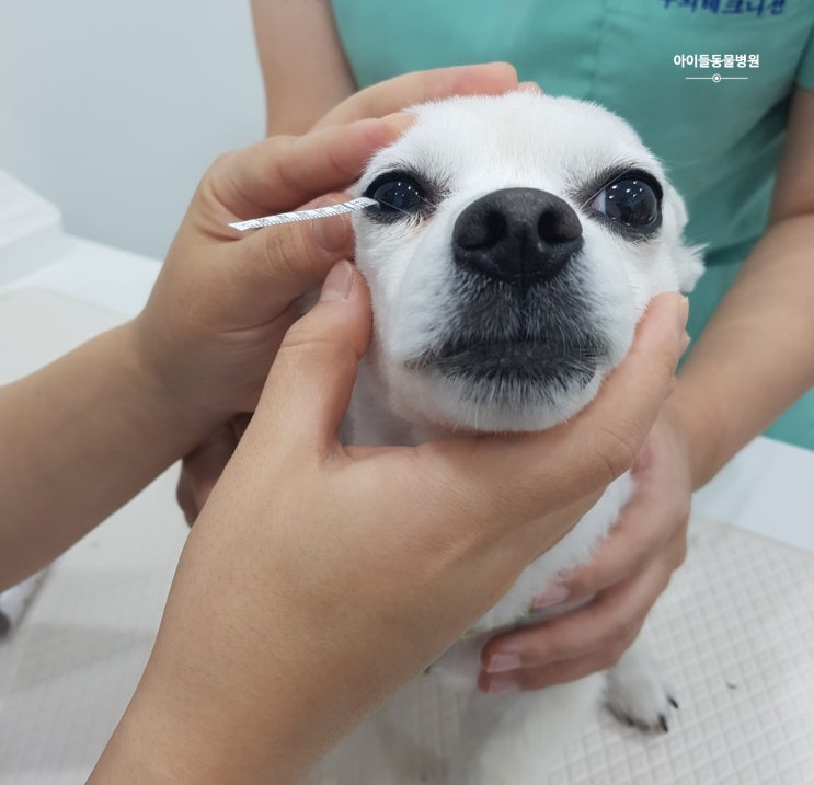  리티어신? 광주 안과전문동물병원에서 말하는 강아지눈물약