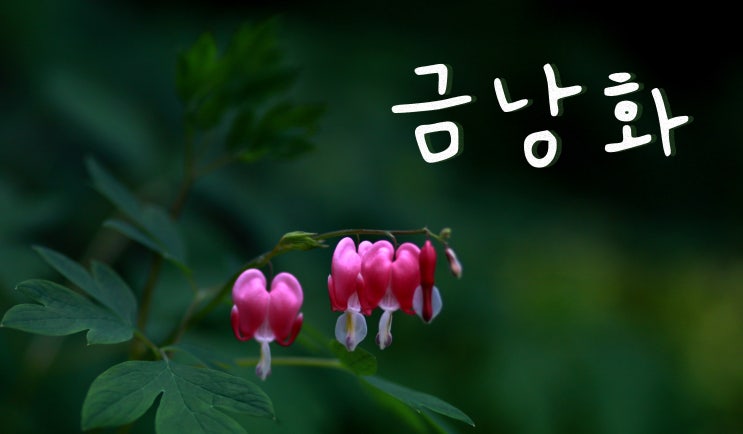  금낭화 - 독성식물