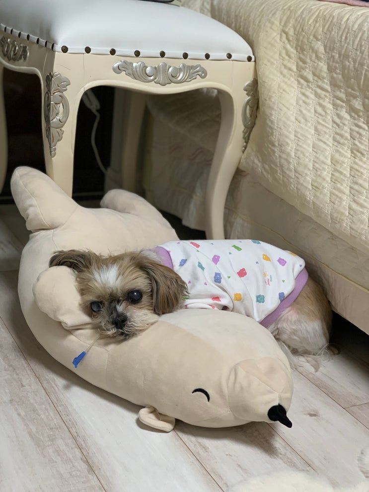  더나은내일 마스코트 콩심이
