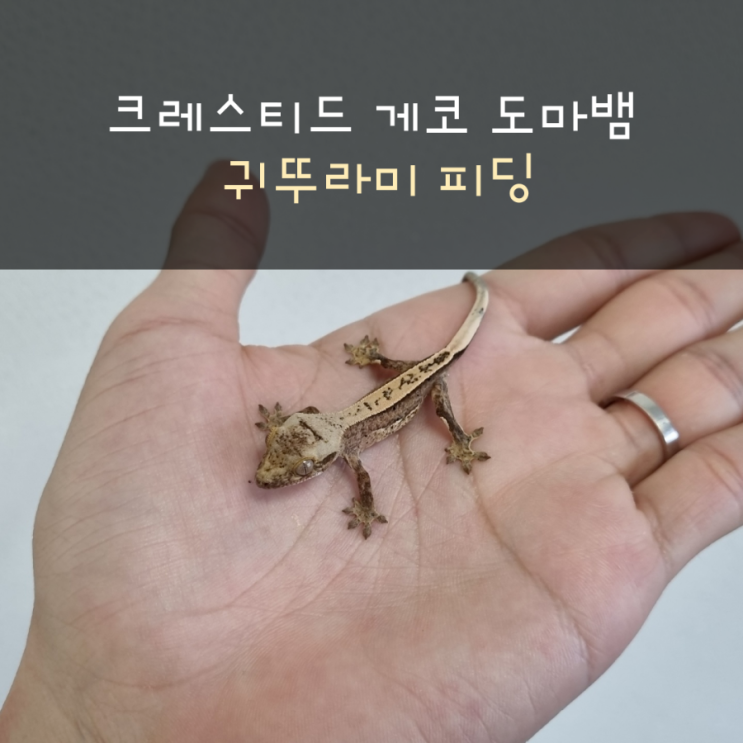  크레스티드 게코 도마뱀 귀뚜라미 피딩(베이비 귀뚜라미 먹이 붙임)