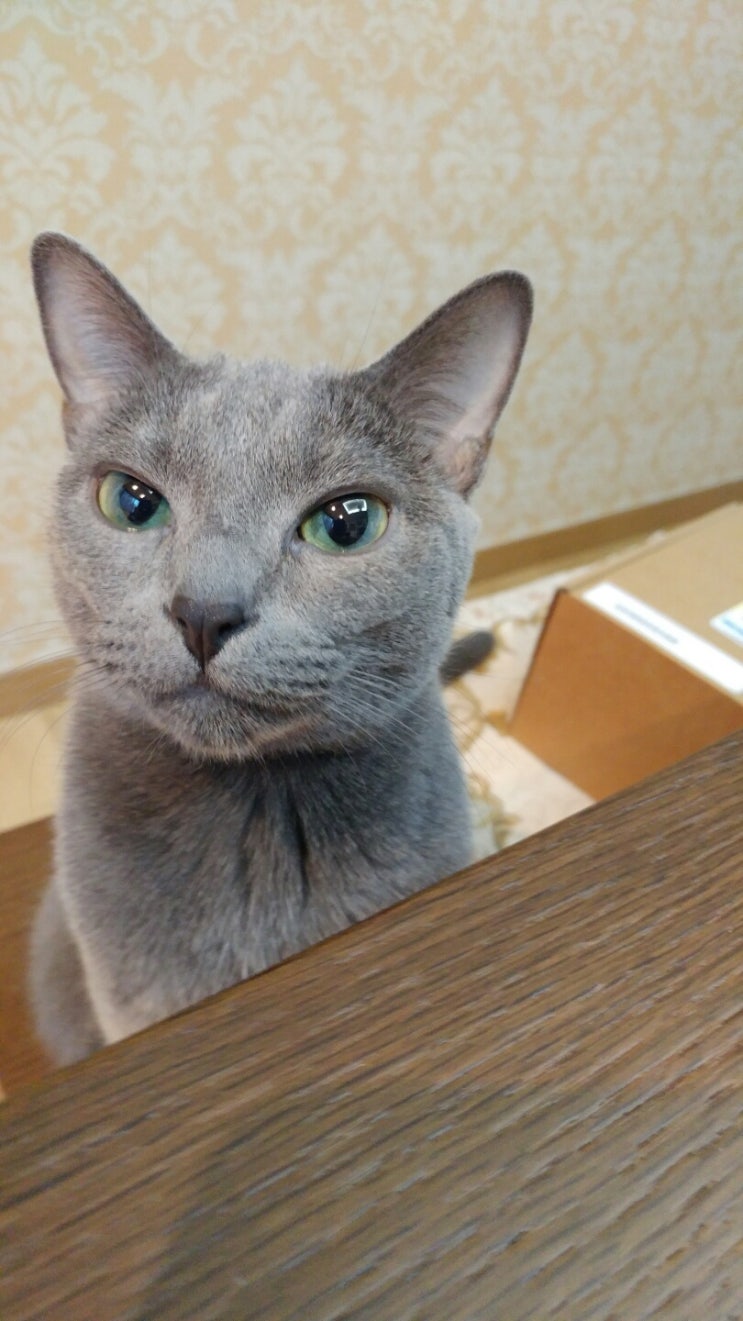  고양이 심장사상충 예방 관리