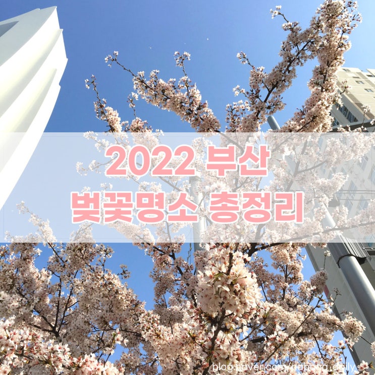  2022 부산 벚꽃명소와 3월 개화상태 알아보기