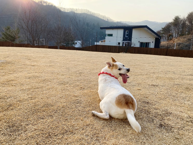 애견 팬션 스테이 감동, 반려견 동반 펜션에 다녀왔어요!