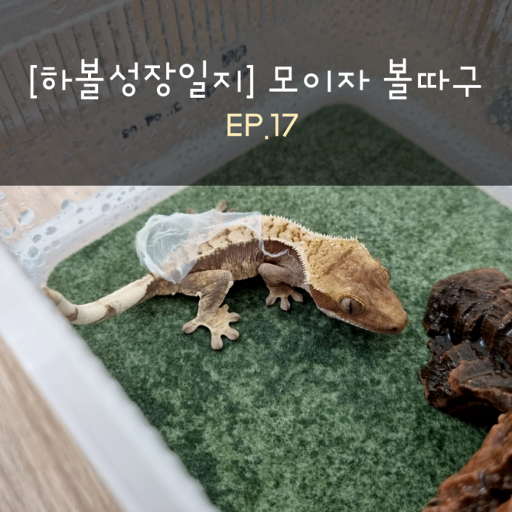 [하볼성장일지] 모이자 볼따구 EP.17