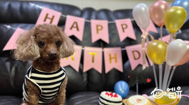  [일상/강아지 생일파티] 10살 축하해 별이