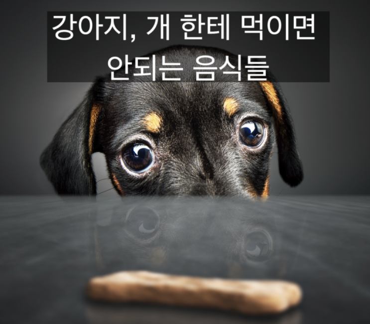  개 한테 먹이면 안되는 음식들 소개합니다.