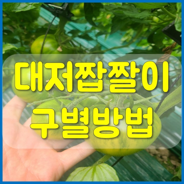  대저농업협동조합 대저 짭짤이 구별방법