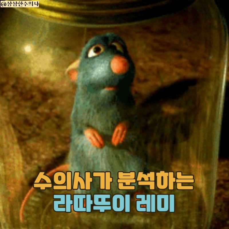 [수의사가 보는 동물 캐릭터] 라따뚜이 레미