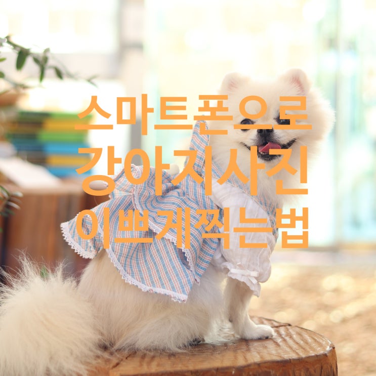  똥손 탈출!! 스마트폰으로 강아지 사진 이쁘게 찍는법!
