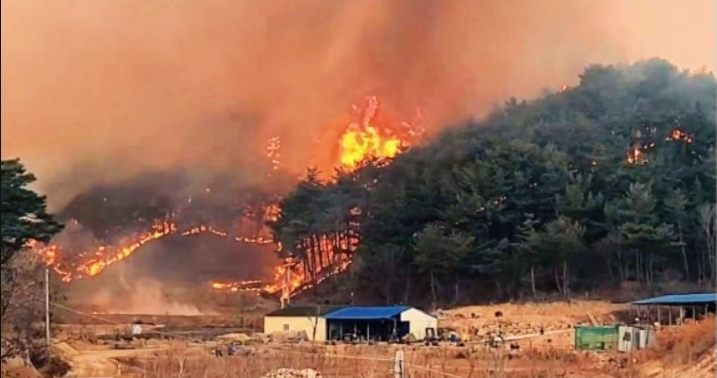  울진산불 이재민과 소방관에 식사무료제공 나선 짬뽕집, 돈쭐 쏟아지자 그 돈으로....