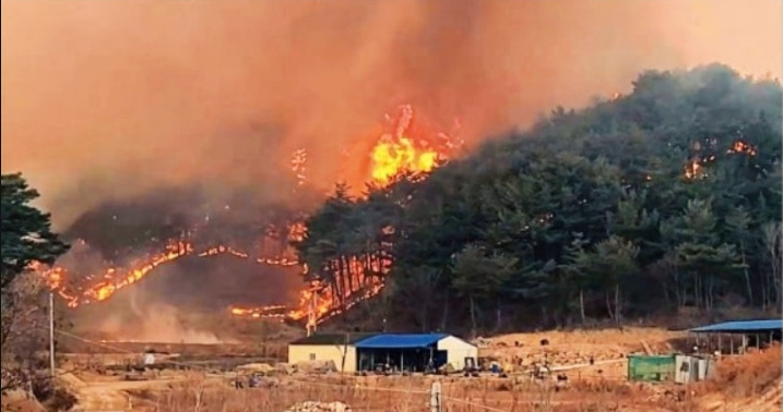 울진산불 이재민과 소방관에 식사무료제공 나선 짬뽕집, 돈쭐 쏟아지자 그 돈으로....