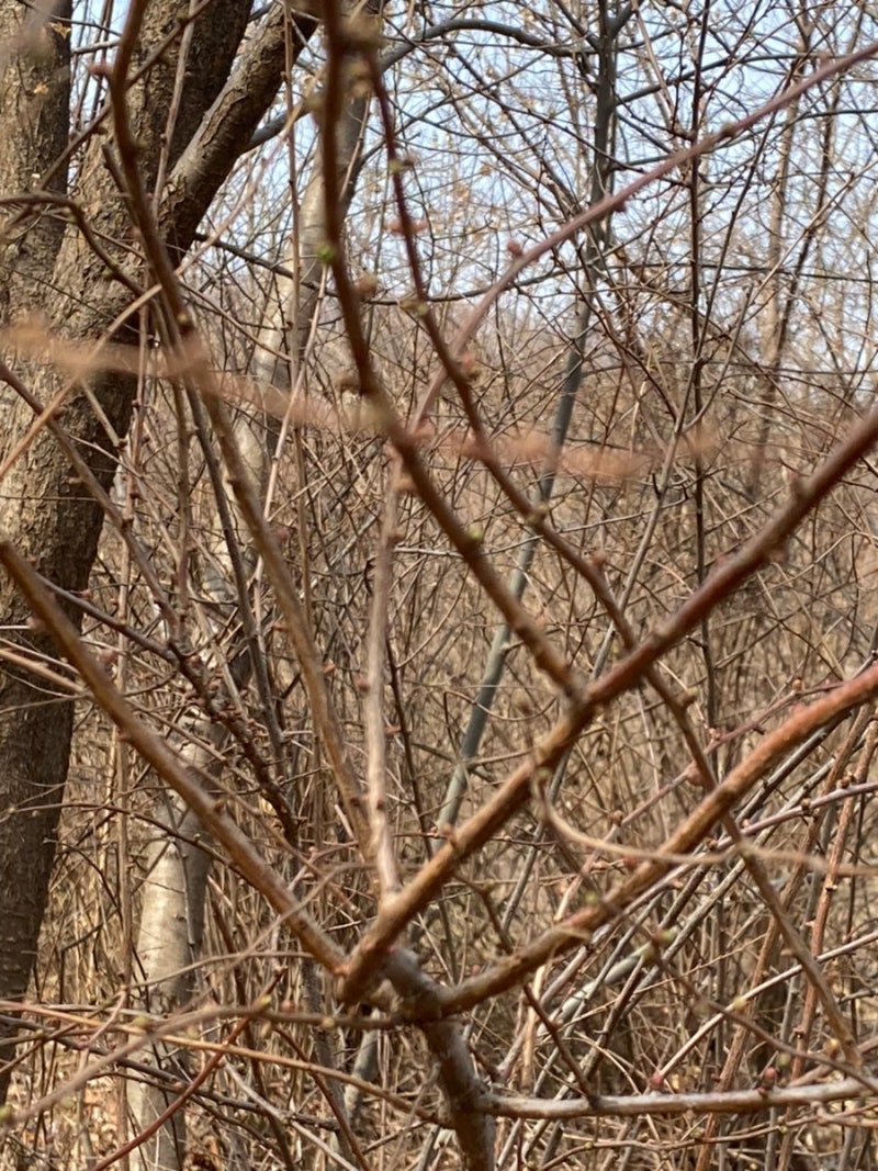 동네숲3. 나무야 나무야, 내 마음을 아니 : 네이버 블로그, image size:800x1067