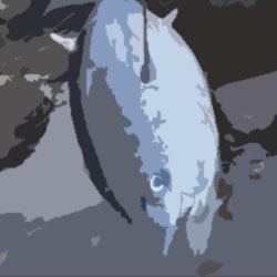  [2ch 괴담] 참치 시체