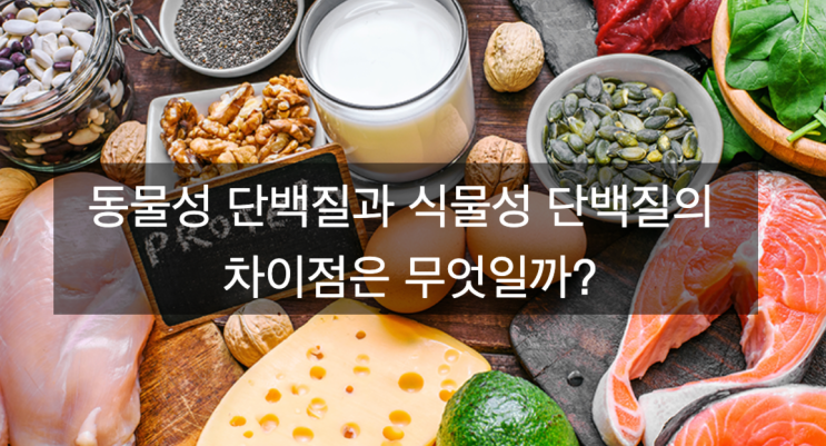  동물성 단백질과 식물성 단백질의 차이점은 무엇일까?