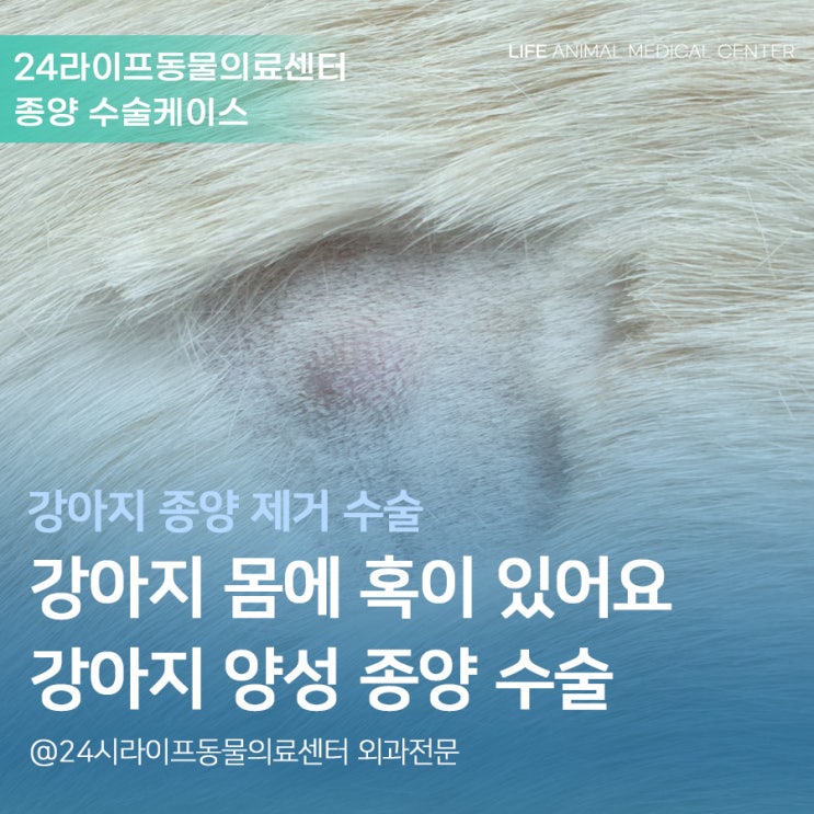 3살 강아지 몸통,엉덩이에 혹이 생겼어요 / 강아지 멍울 / 대구 강아지 종양 제거 수술 케이스 : 24시동물병원 라이프동물의료센터 3살 강아지 몸통,엉덩이에 혹이 생겼어요 / 강아지 멍울 / 대구 강아지 종양 제거 수술 케이스 : 24시동물병원 라이프동물의료센터