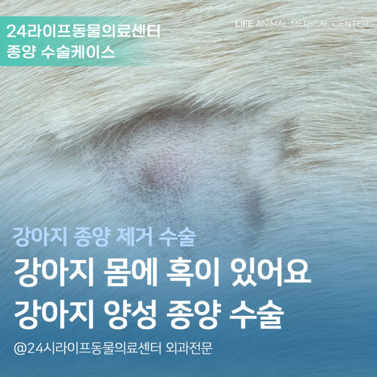 3살 강아지 몸통,엉덩이에 혹이 생겼어요 / 강아지 멍울 / 대구 강아지 종양 제거 수술 케이스  : 24시동물병원 라이프동물의료센터