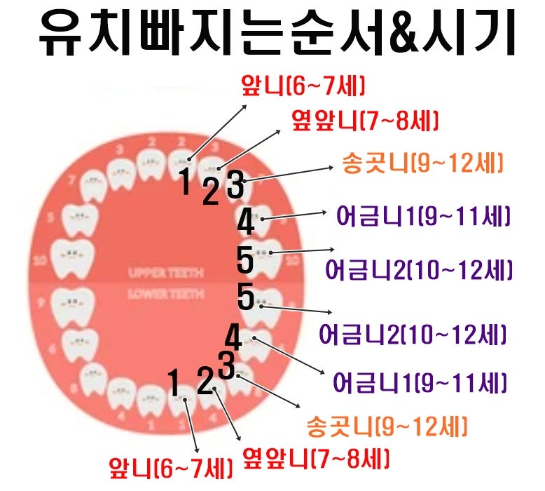 유치 빠지는 순서, 시기, 갯수, 유치보관함 총정리 : 네이버 블로그